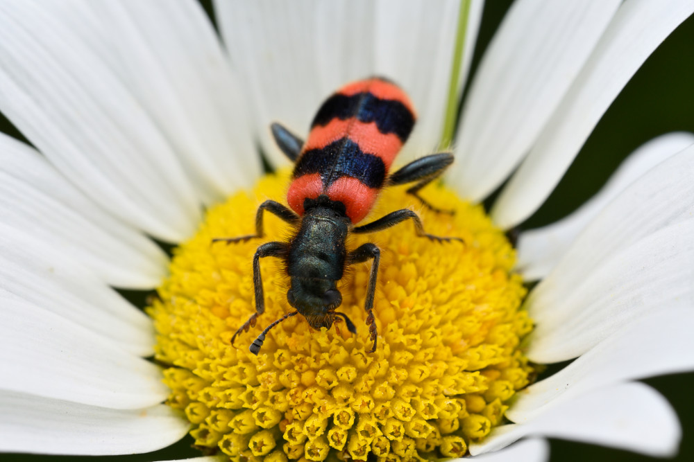 Trichodes apiarius