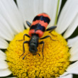 Trichodes apiarius