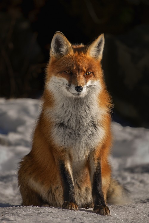 Vulpes vulpes