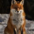 Vulpes vulpes