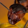 Formica rufa