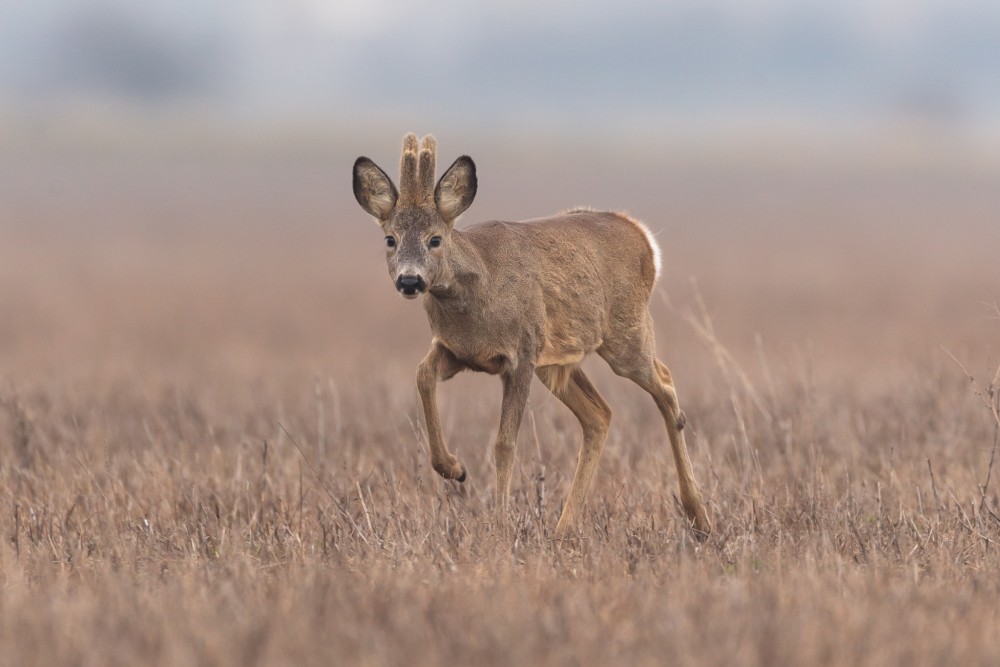 Srnec lesný (Capreolus capreolus)