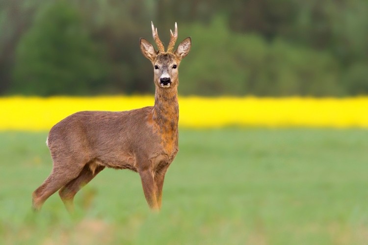 Capreolus capreolus