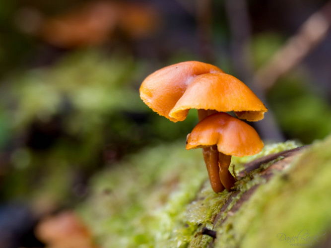 Zima Jánošíkove Diery