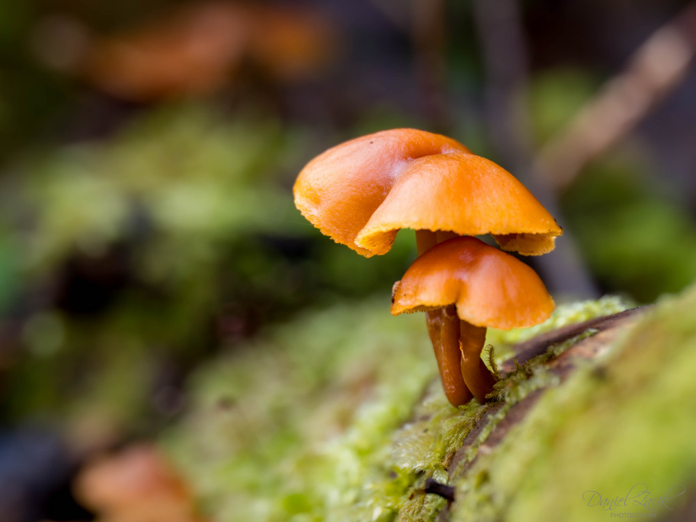 Zima Jánošíkove Diery