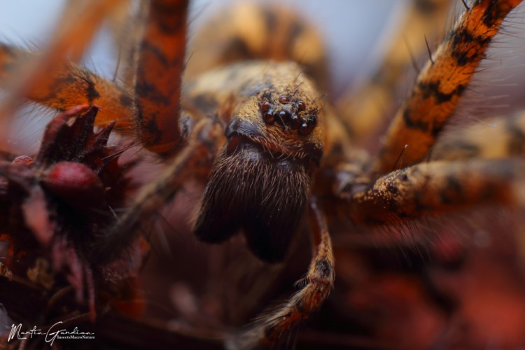 Tegenaria ferruginea