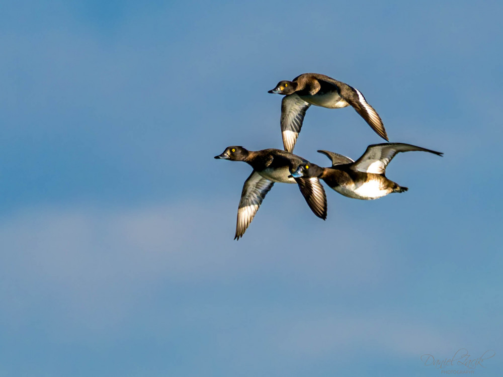 Chochlačka vrkočatá