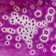 Náprstník červený (Digitalis purpurea)