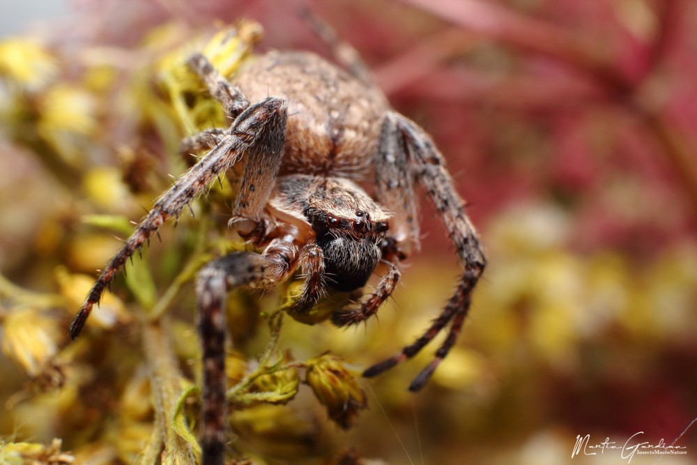 Nuctenea umbratica