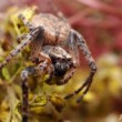 Nuctenea umbratica