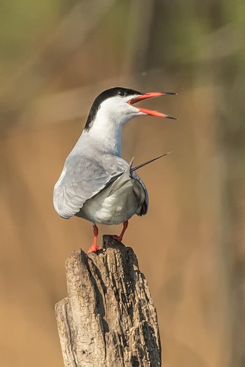 Rybák obecný (Sterna hirundo)