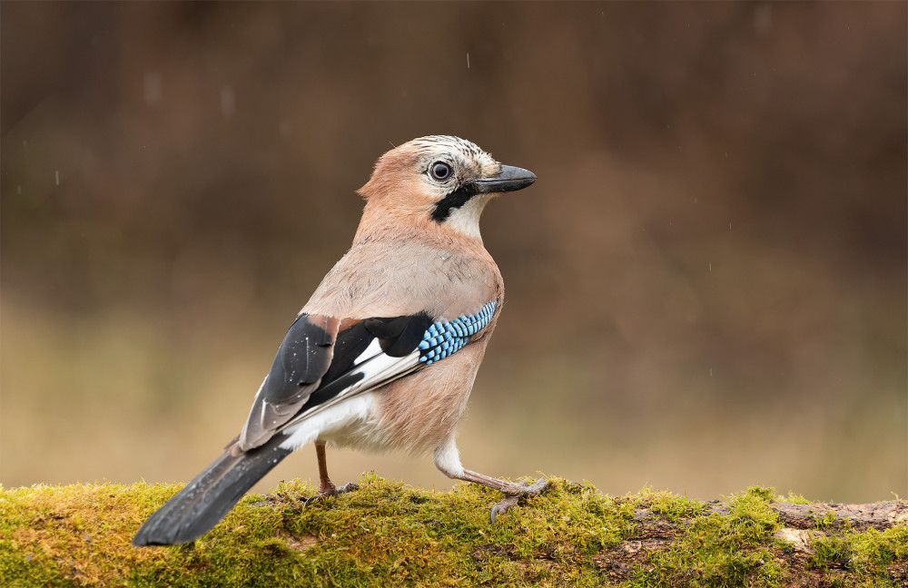 Sojka obyčajná (Garrulus glandarius) V daždi