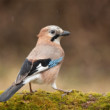 Sojka obyčajná (Garrulus glandarius) V daždi