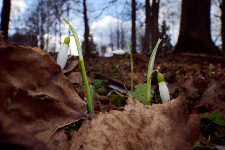 koniec zimy sa blíži
