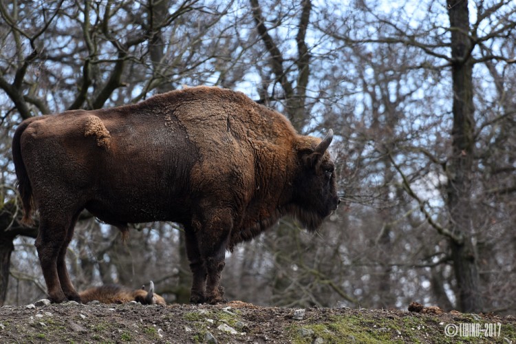 bison bosanus