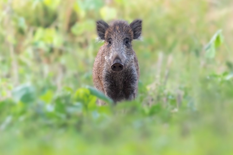 Diviak lesný, The wild boar (Sus scrofa)