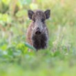 Diviak lesný, The wild boar (Sus scrofa)