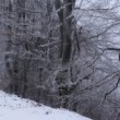 vlásočnice