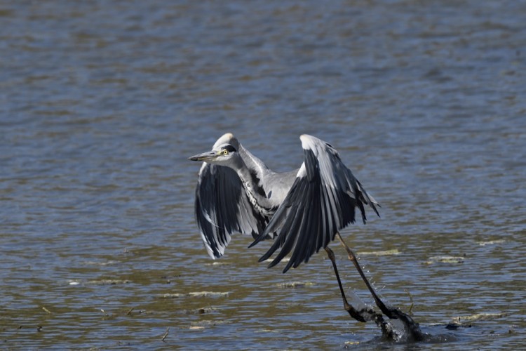 Ardea cinerea