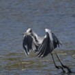 Ardea cinerea