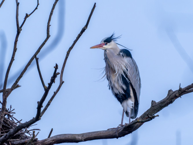 Volavka popolavá (lat. Ardea cinerea)