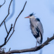 Volavka popolavá (lat. Ardea cinerea)