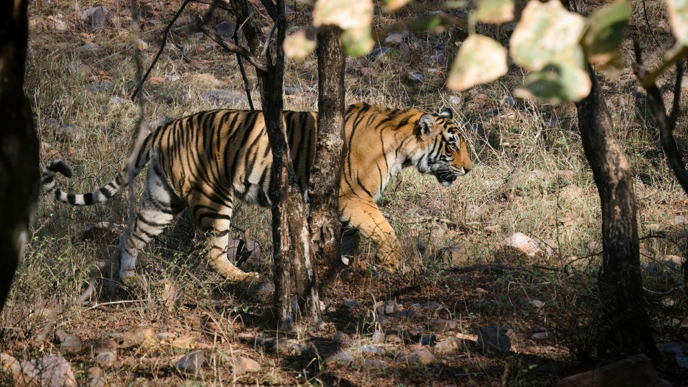 TIGER DŽUNGĽOVÝ INDICKÝ, INDIA, RADŽASTAN