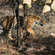 TIGER DŽUNGĽOVÝ INDICKÝ, INDIA, RADŽASTAN