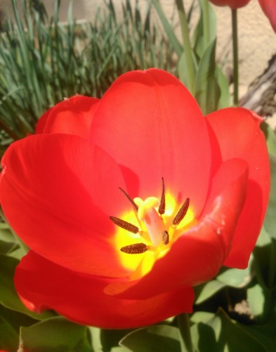 Červený tulipán