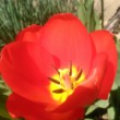 Červený tulipán