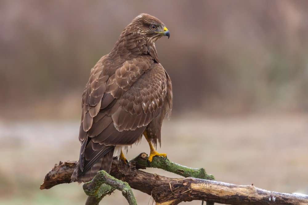 Myšiak hôrny, The common buzzard (Buteo buteo