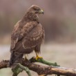 Myšiak hôrny, The common buzzard (Buteo buteo