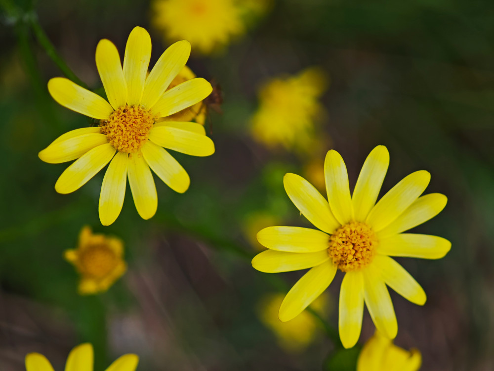 Arnica