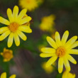 Arnica