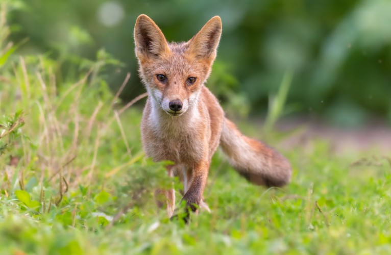 Líška hrdzavá, The red fox (Vulpes vulpes)