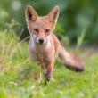 Líška hrdzavá, The red fox (Vulpes vulpes)
