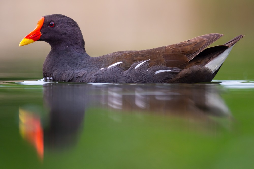 Sliepočka vodná, The common moorhen (Gallinula chloropus)