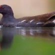 Sliepočka vodná, The common moorhen (Gallinula chloropus)