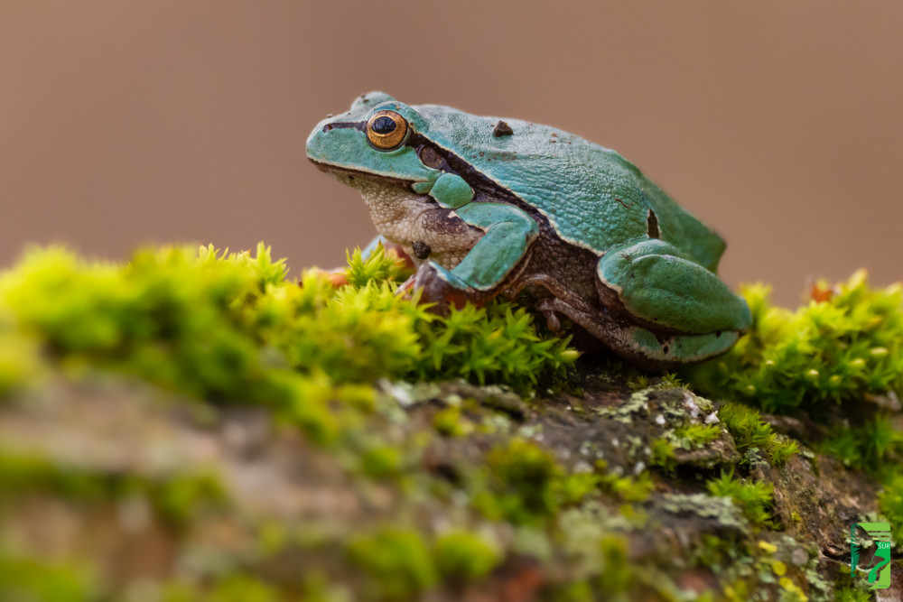 Rosnička zelená, The European tree frog (Hyla arborea)