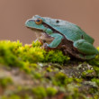 Rosnička zelená, The European tree frog (Hyla arborea)