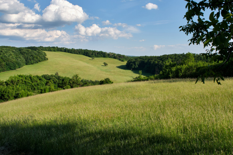zelené vlny