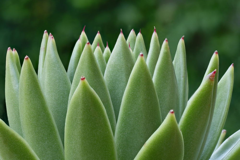 Echeveria agavoides