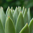 Echeveria agavoides