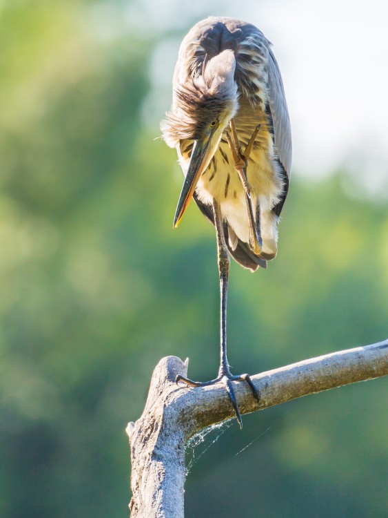 volavka popolavá (Ardea cinerea)