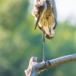 volavka popolavá (Ardea cinerea)