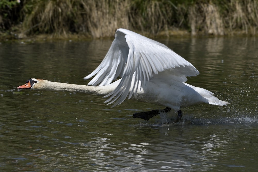 Cygnus olor