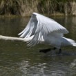 Cygnus olor