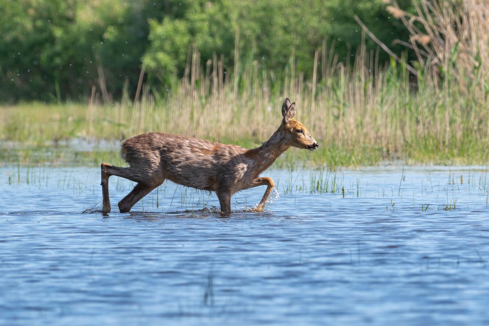 Srna lesná (Capreolus capreolus)