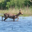 Srna lesná (Capreolus capreolus)