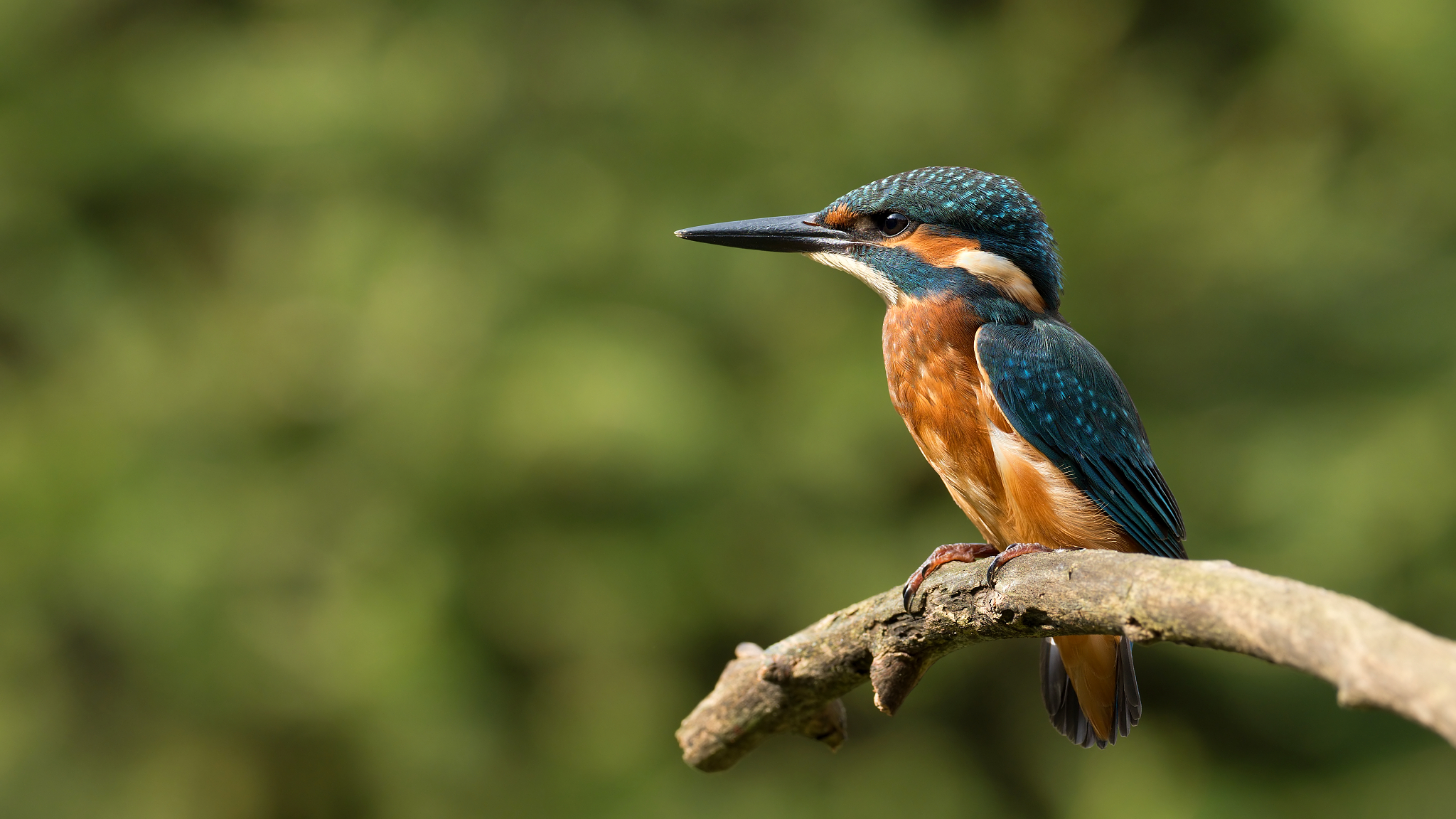 Rybárik riečny Galéria Fotoma.sk